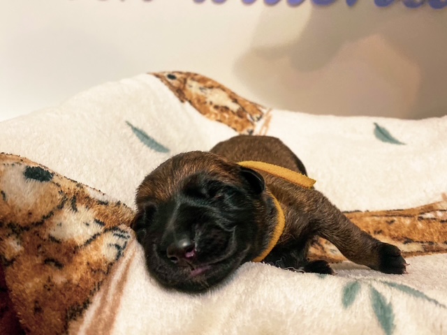 Beany von wütender Fuchs – foto 1