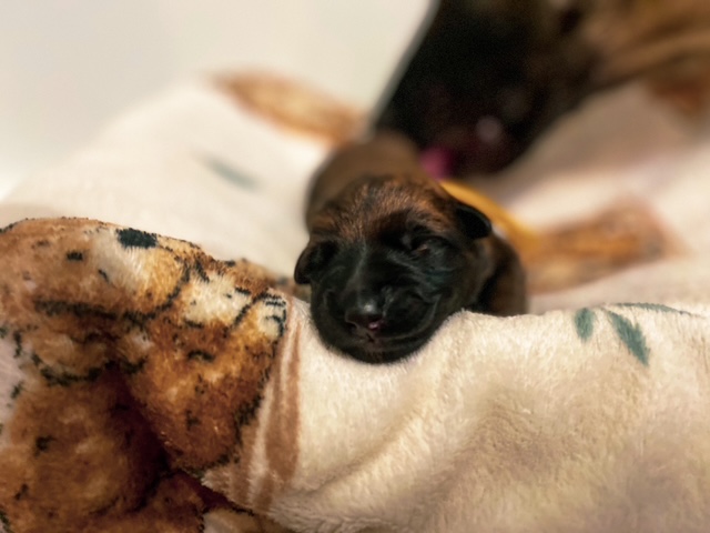 Beany von wütender Fuchs – foto 2