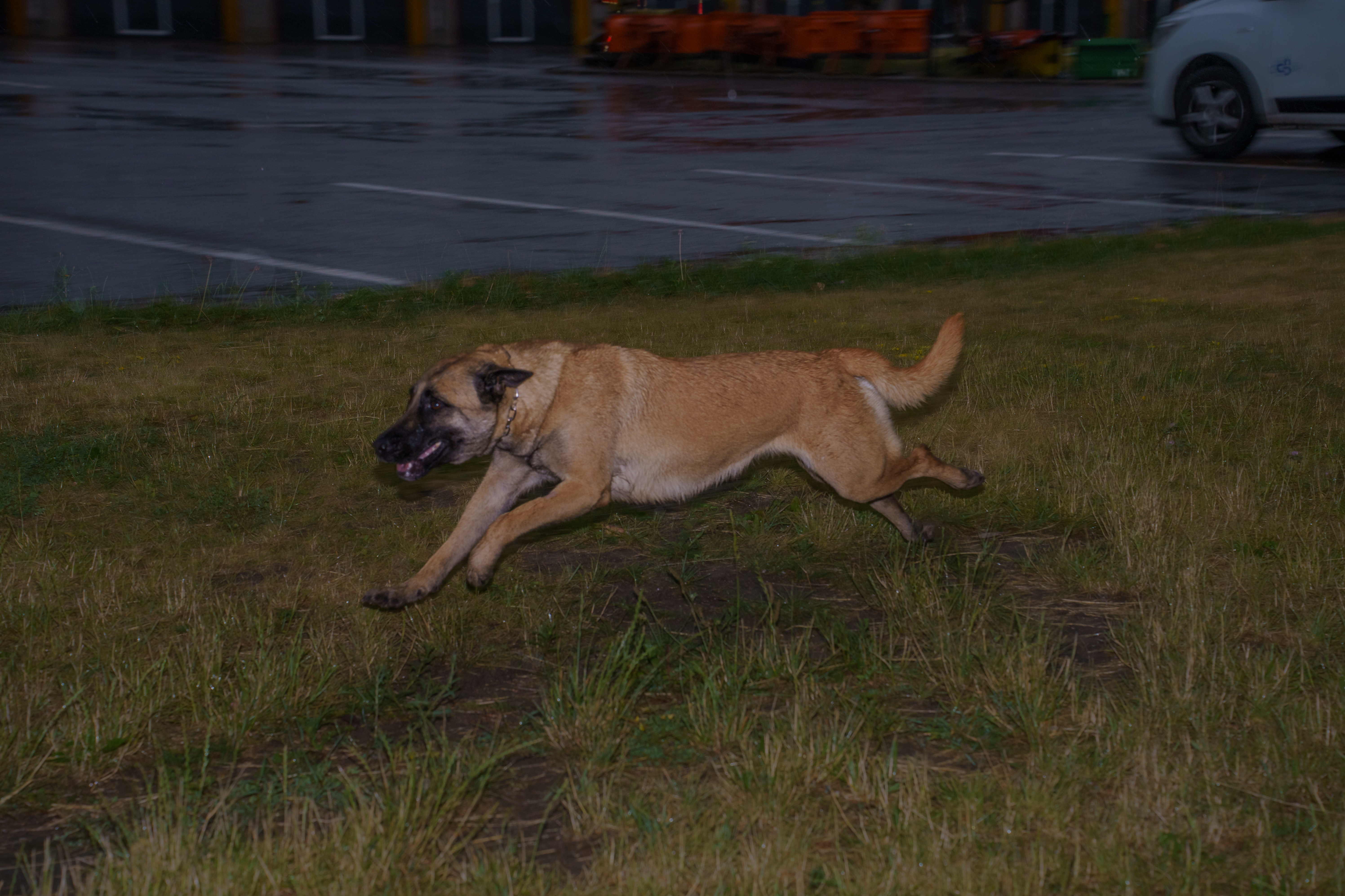 Belgický ovčiak Malinois