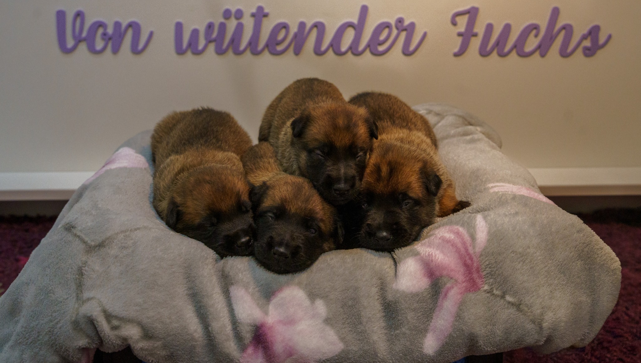 Aktuálny vrh B – šteniatka belgického ovčiaka malinois